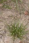 Ware's hairsedge